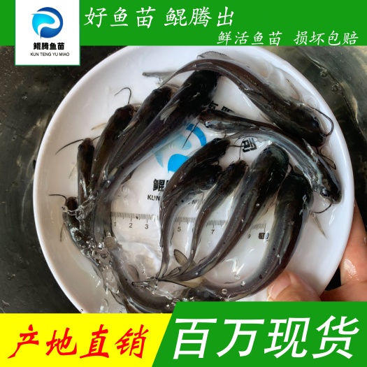广州优选叉尾鮰鱼苗 斑点叉尾鮰鱼苗 好鱼苗鲲腾出