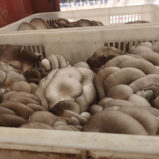 枣庄鲜蘑菇