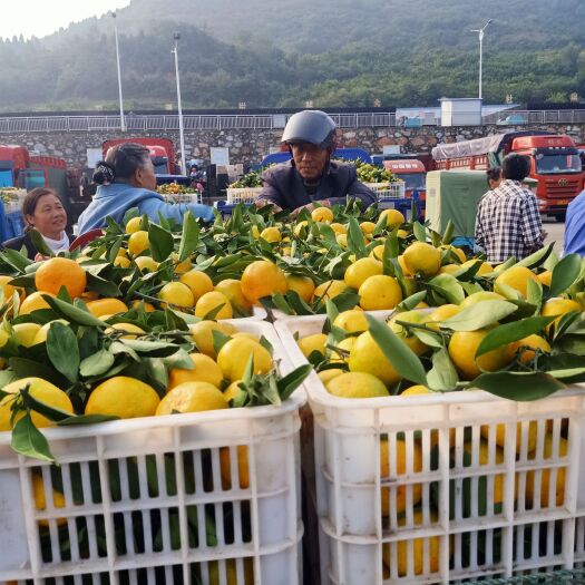 丹江口市湖北丹江口蜜橘大量上市中