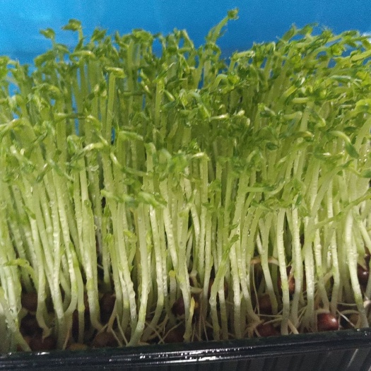 新民市纯绿色有机蔬菜