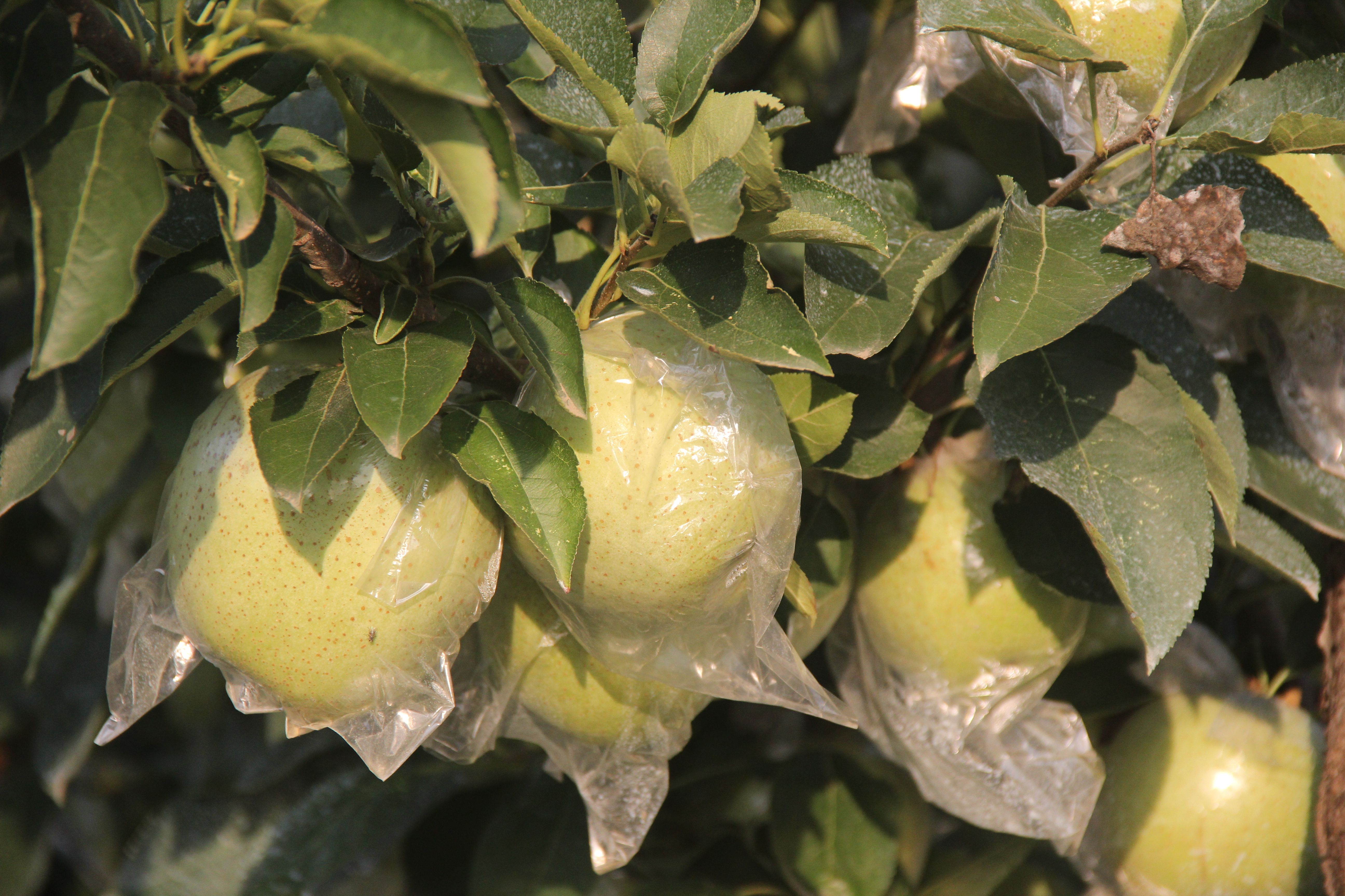青森王林苹果，水蜜桃类青苹果，纯甜无酸，脆甜，量大优惠