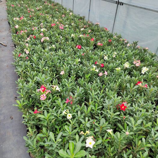 漳州原生沙漠玫瑰特殊花色单瓣当年开花色彩丰富花色随机
