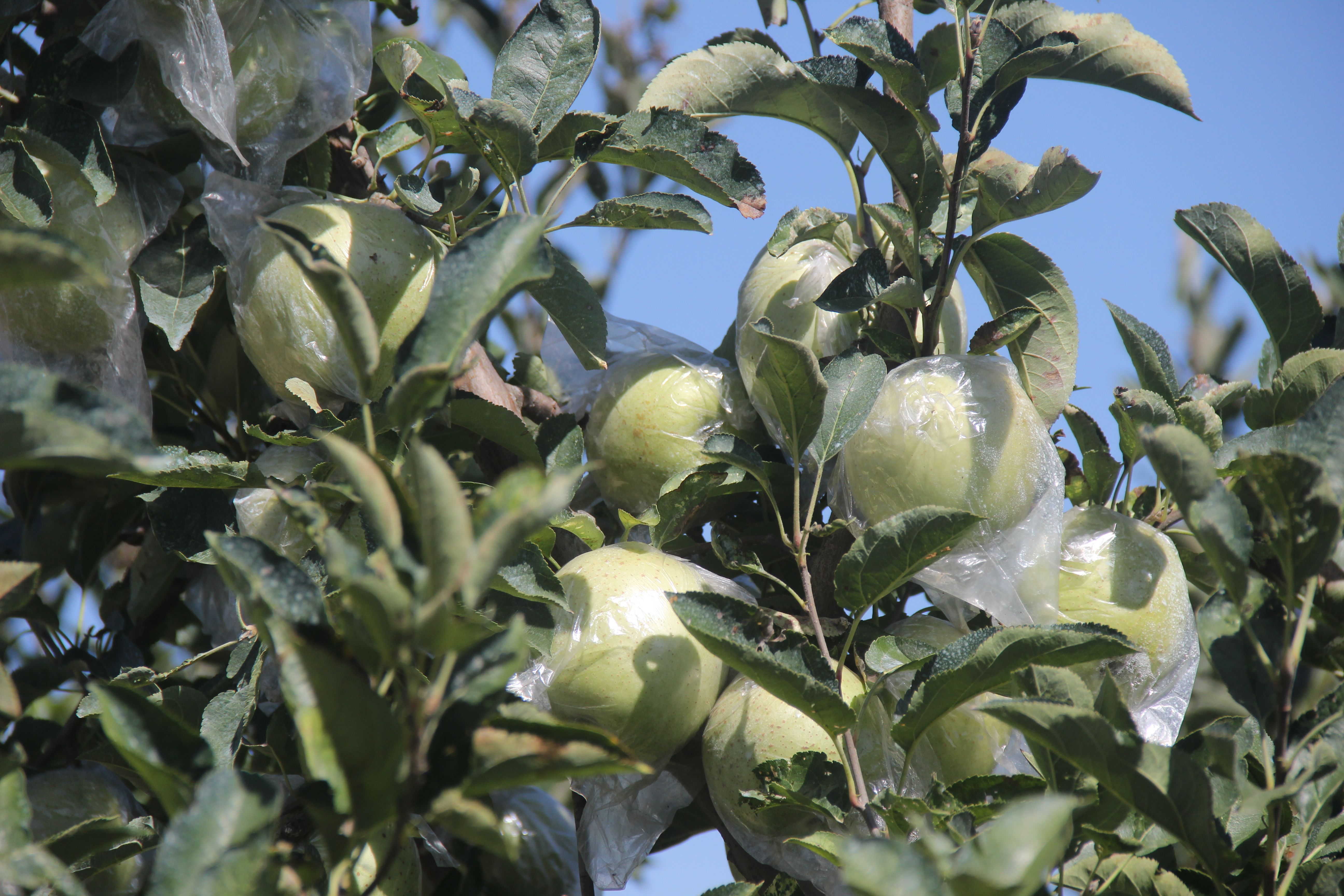 青森王林苹果，水蜜桃类青苹果，纯甜无酸，脆甜，量大优惠