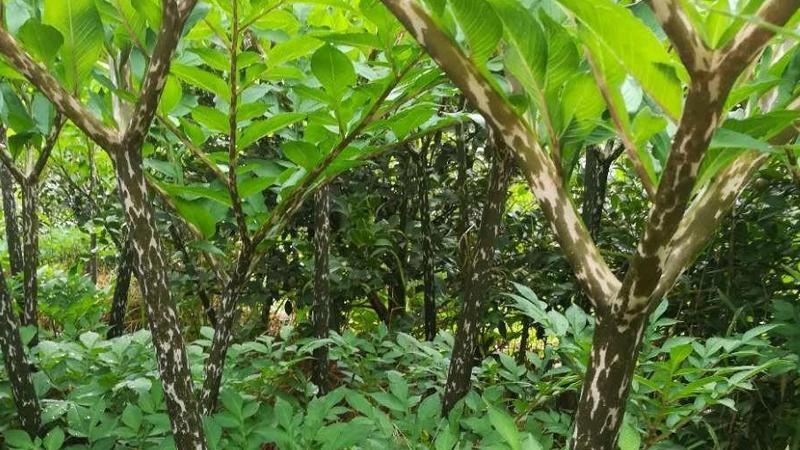 江油市四川产地～花魔芋，商品魔芋  出粉率高  适合做魔芋豆腐