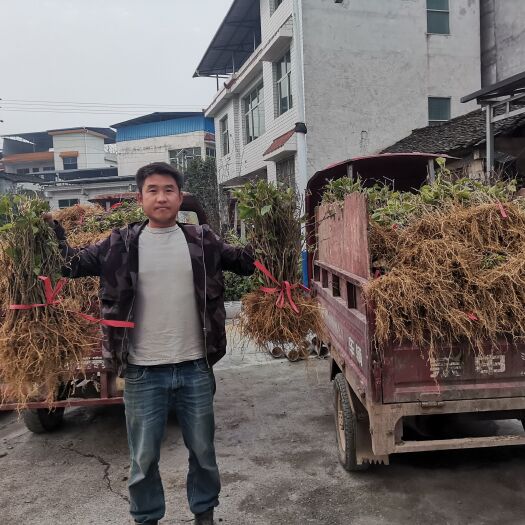 凤凰县精品水杨桃砧木