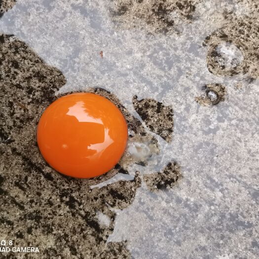 贵阳贵州鸡蛋