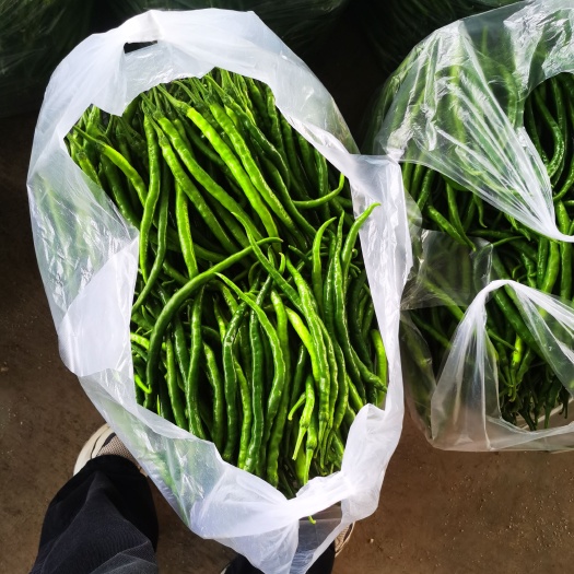 太康县我是百亩蔬菜基地，有大量辣椒，大量红薯，欢迎大家联系我