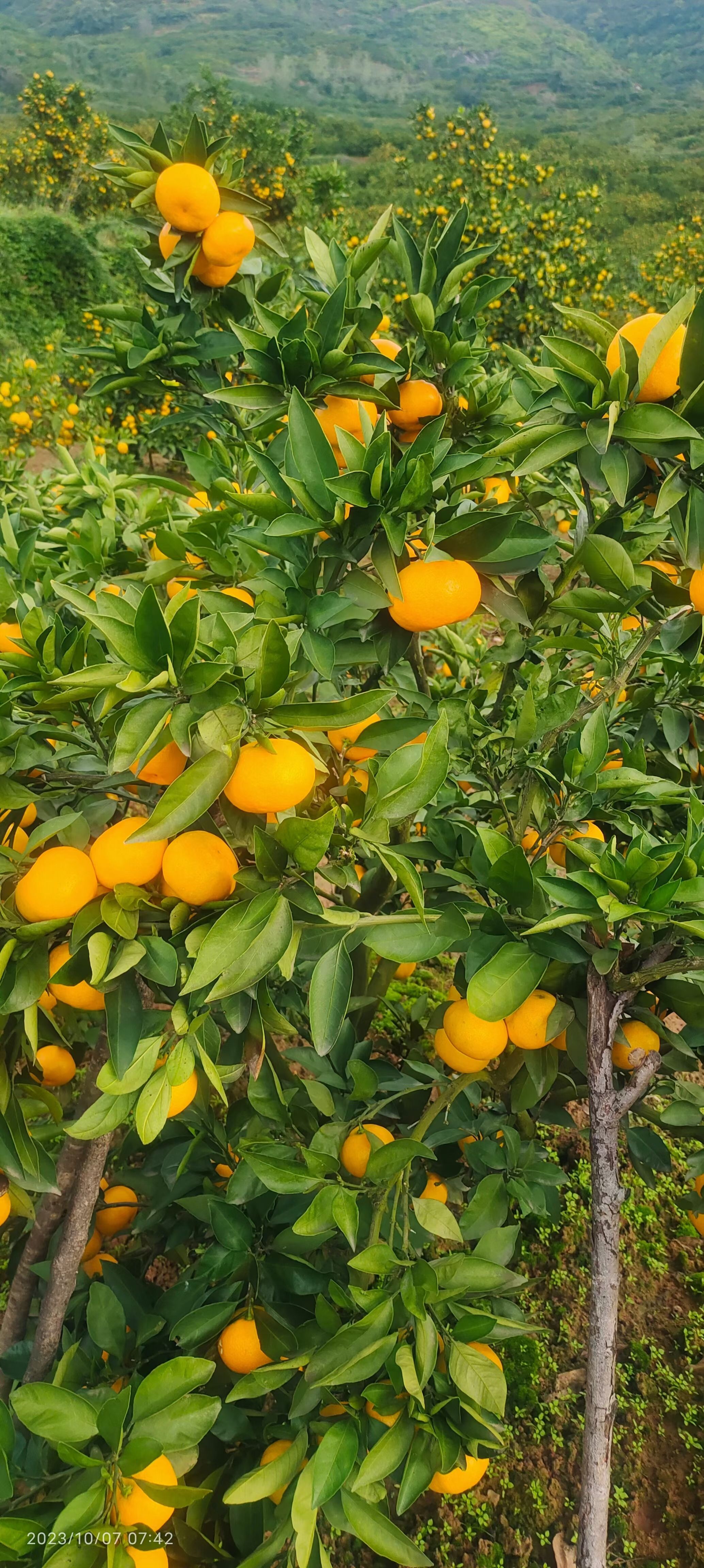 汉中城固高山蜜橘