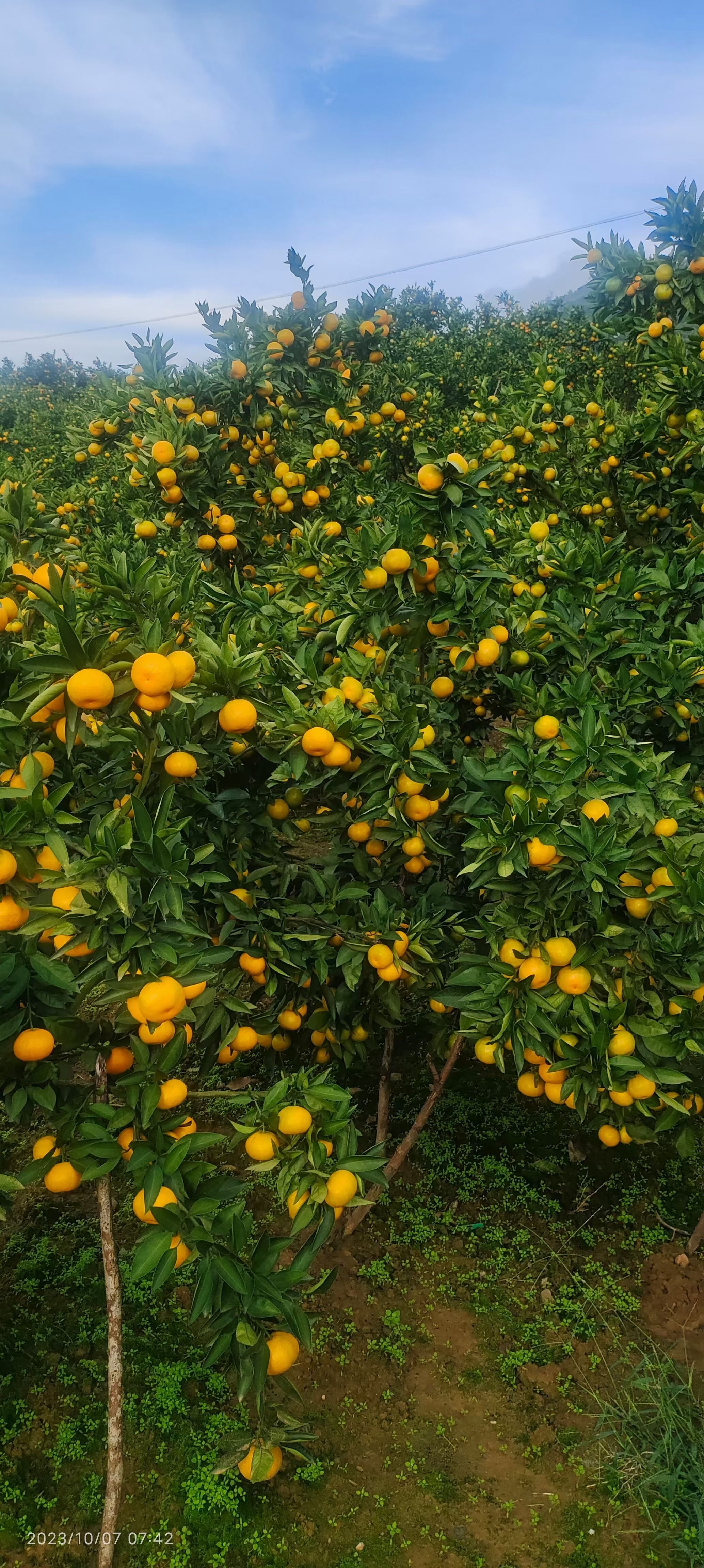 汉中城固高山蜜橘