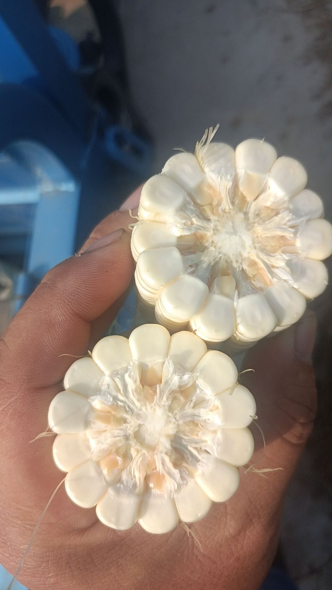 小麦，玉米，花生，油菜籽，芝麻，绿豆，黄豆！鲜食玉米等