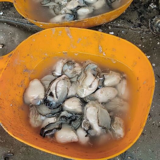 霞浦县生蚝肉