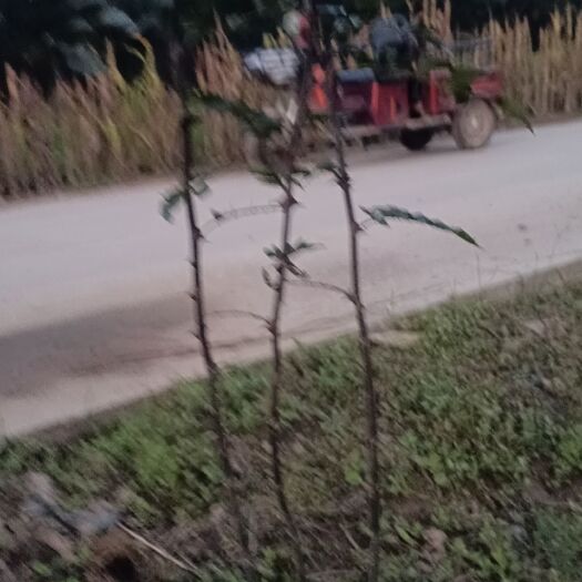 周至县两年生大红花椒苗