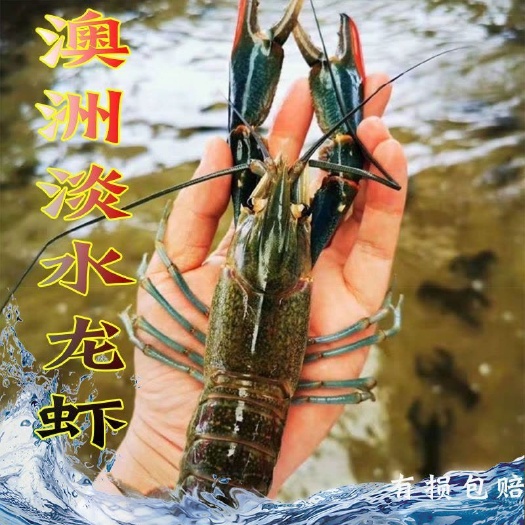 武冈市250克。一年可长100-250克，且口味鲜嫩细脆，是世界上