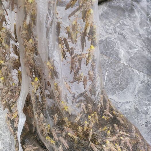 来宾大量成熟蚂蚱销售，公母混合，有需要的朋友欢迎来电