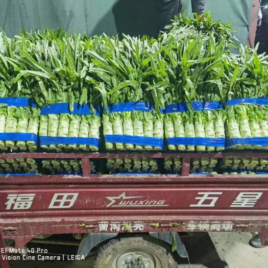 兰陵县兰陵县尖叶莴笋，产地直发，价格不高，大量有货