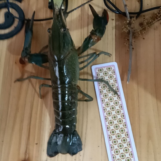 攸县澳洲蓝龙大量批发