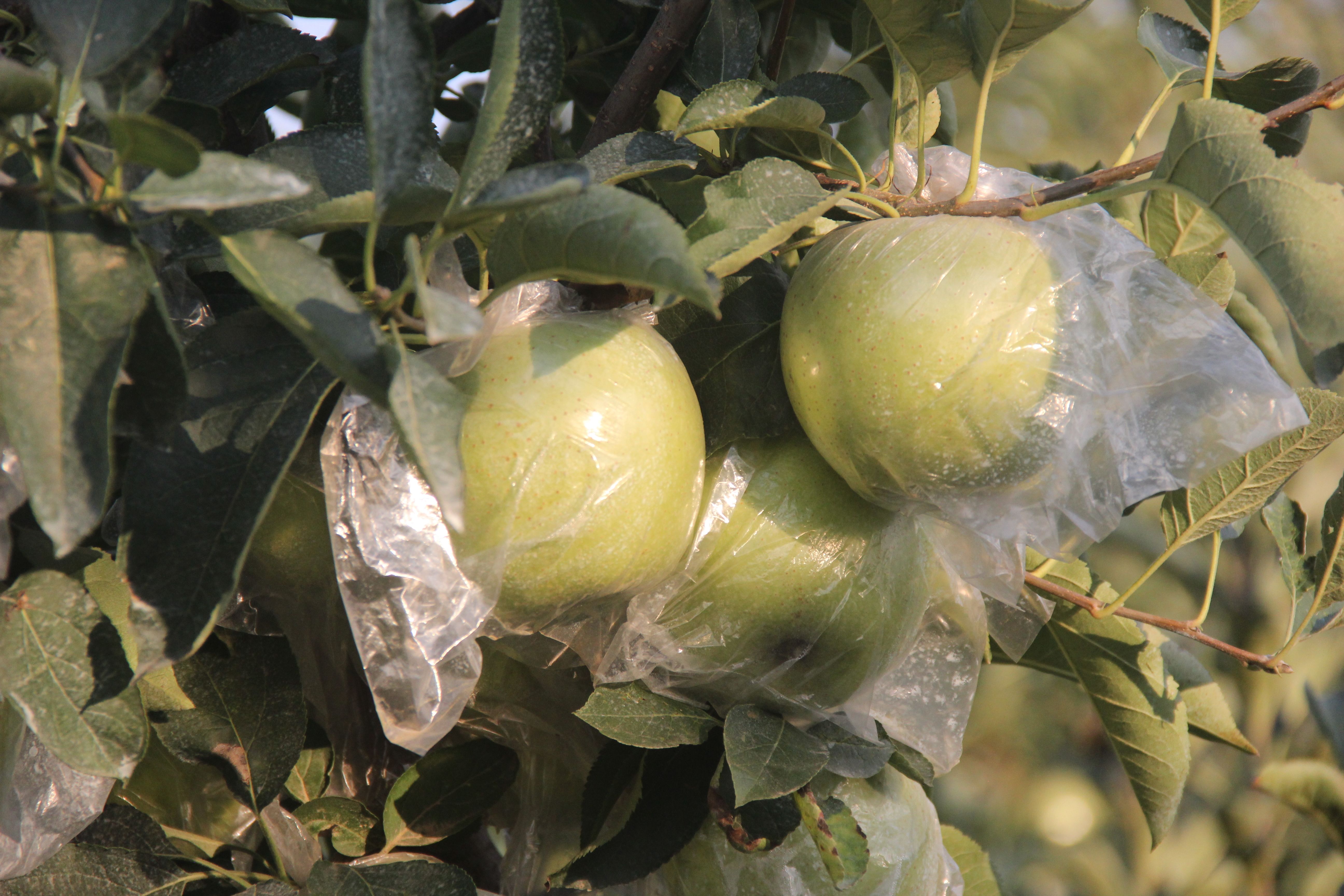 青森王林苹果，水蜜桃类青苹果，纯甜无酸，脆甜，量大优惠