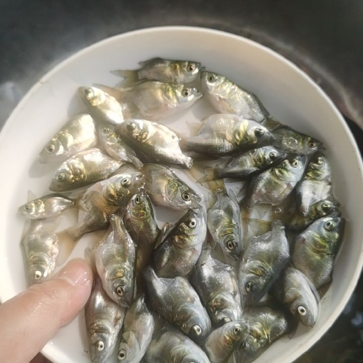 佛山缩骨大头鱼，花白鲢