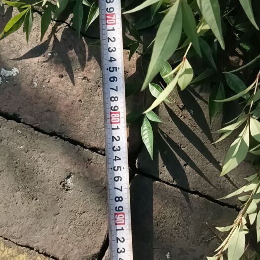 成都南天竹  量大
高度80-1.2  
16杯 大杯