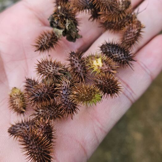 重庆市上好干货苍耳子，带刺，自然风干，颗粒饱满。