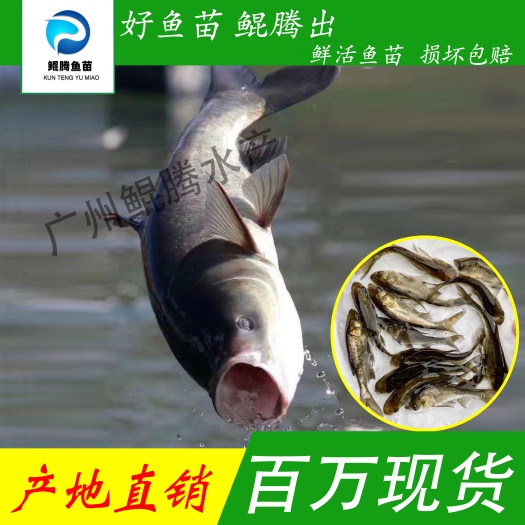 优选花鲢鱼苗 大头鱼苗 雄鱼苗 鳙鱼苗 胖头鱼苗