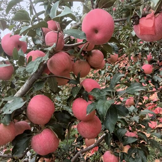 山地新农寒富苹果甜脆