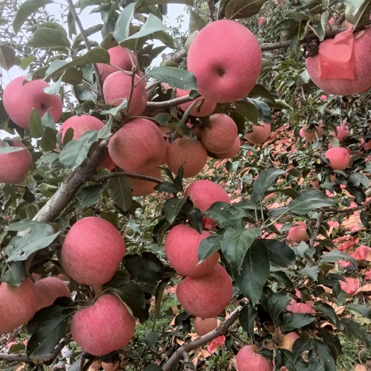 新民市山地新农寒富苹果甜脆