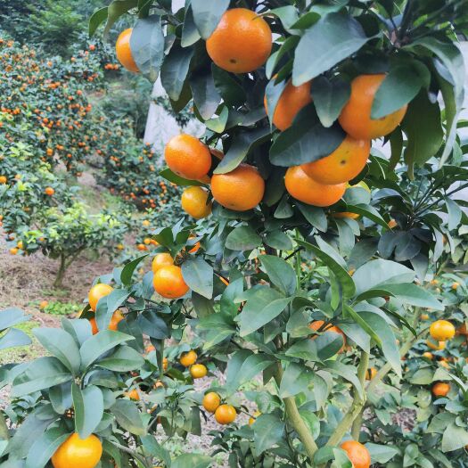 仁寿县眉山本地金秋沙糖桔