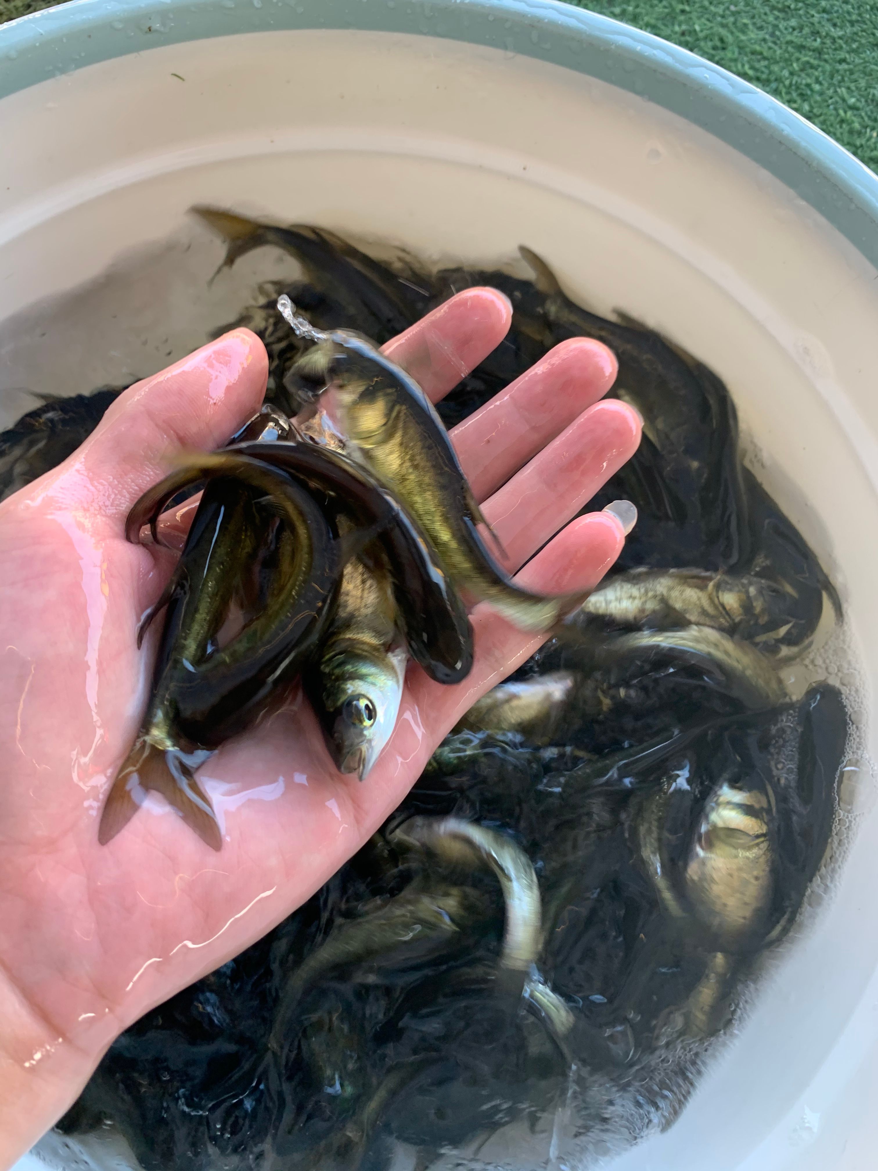 优选花鲢鱼苗 大头鱼苗 雄鱼苗 鳙鱼苗 胖头鱼苗