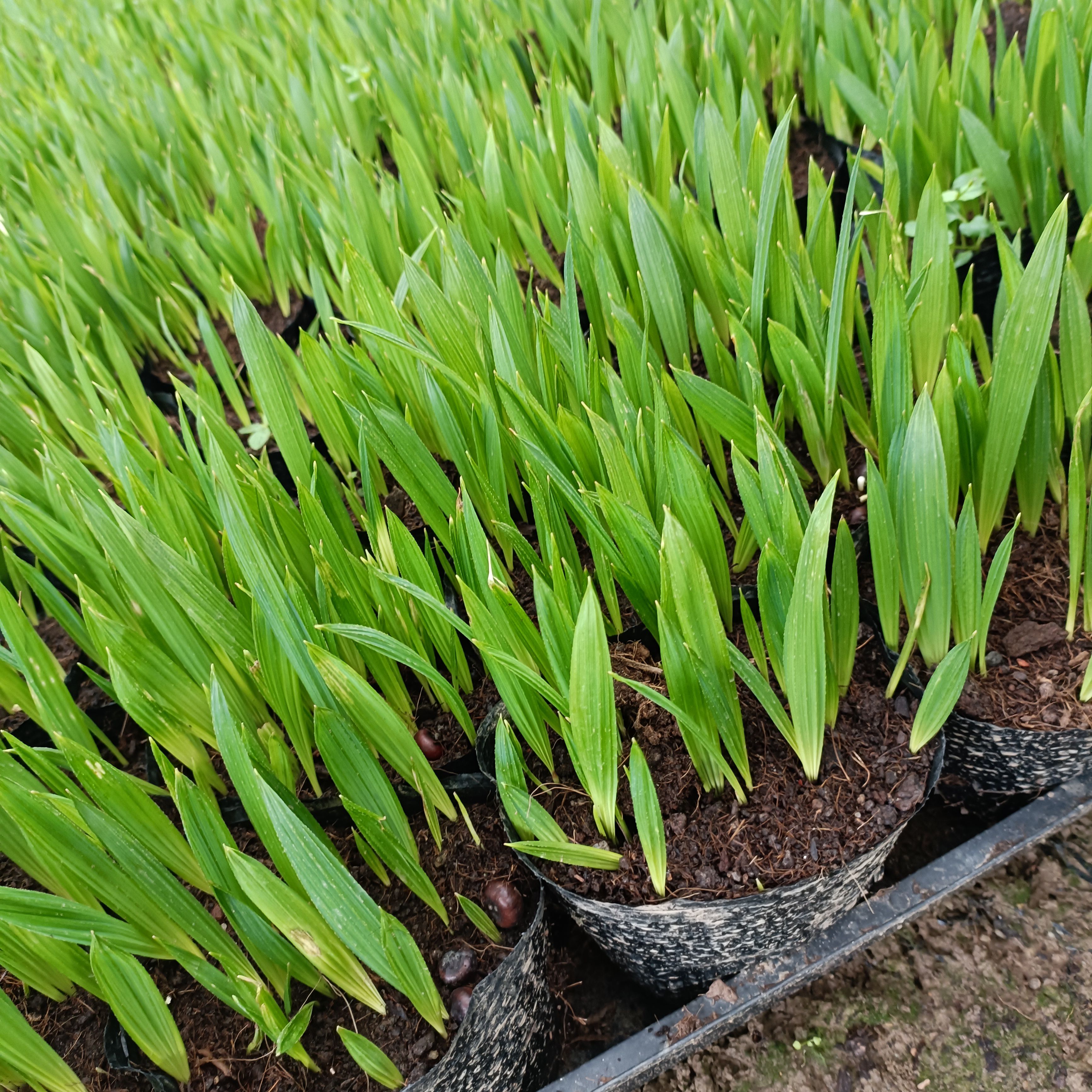 龙鳞榈苗 箬棕 龙鳞榈 棕榈科庭院园林绿化树美观好养