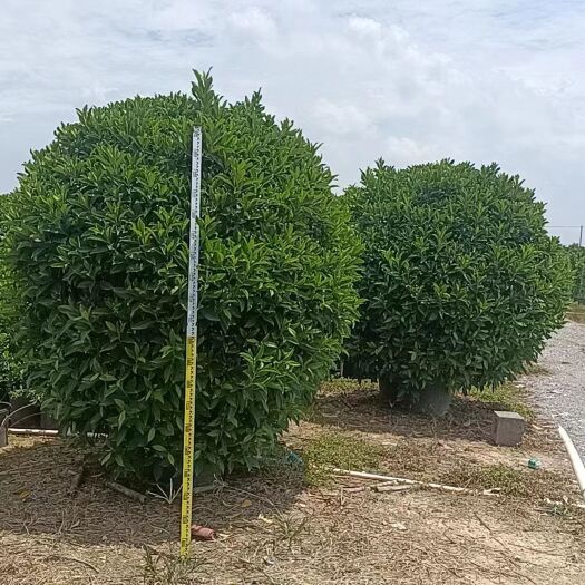 佛山广东佛山非洲莉莉茉莉花，产地直发量大从优