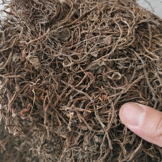 石蝉草 豆瓣绿 红豆瓣