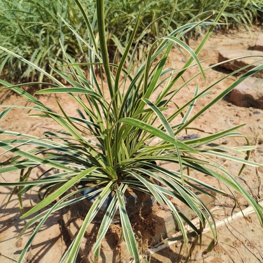 佛山金边麦冬