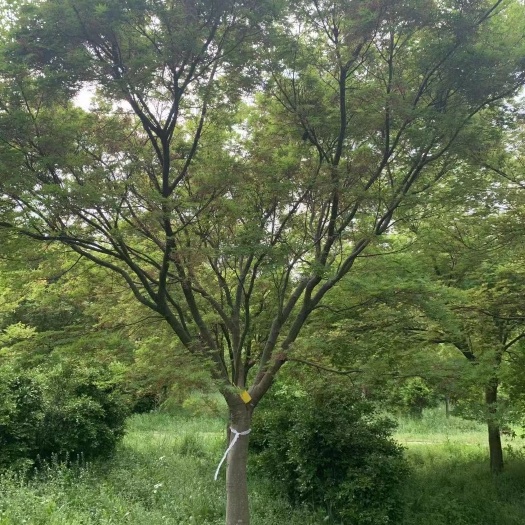 南京鸡爪槭18公分公分10公分12公分15公分