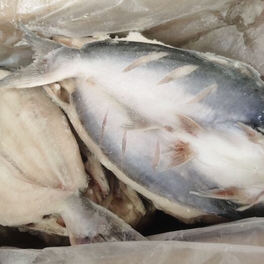 长沙开背巴沙鱼500/700