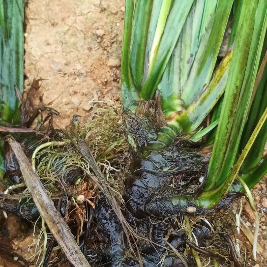 钦州中药材石菖蒲苗 广西钦州直发 高品质根茎 类