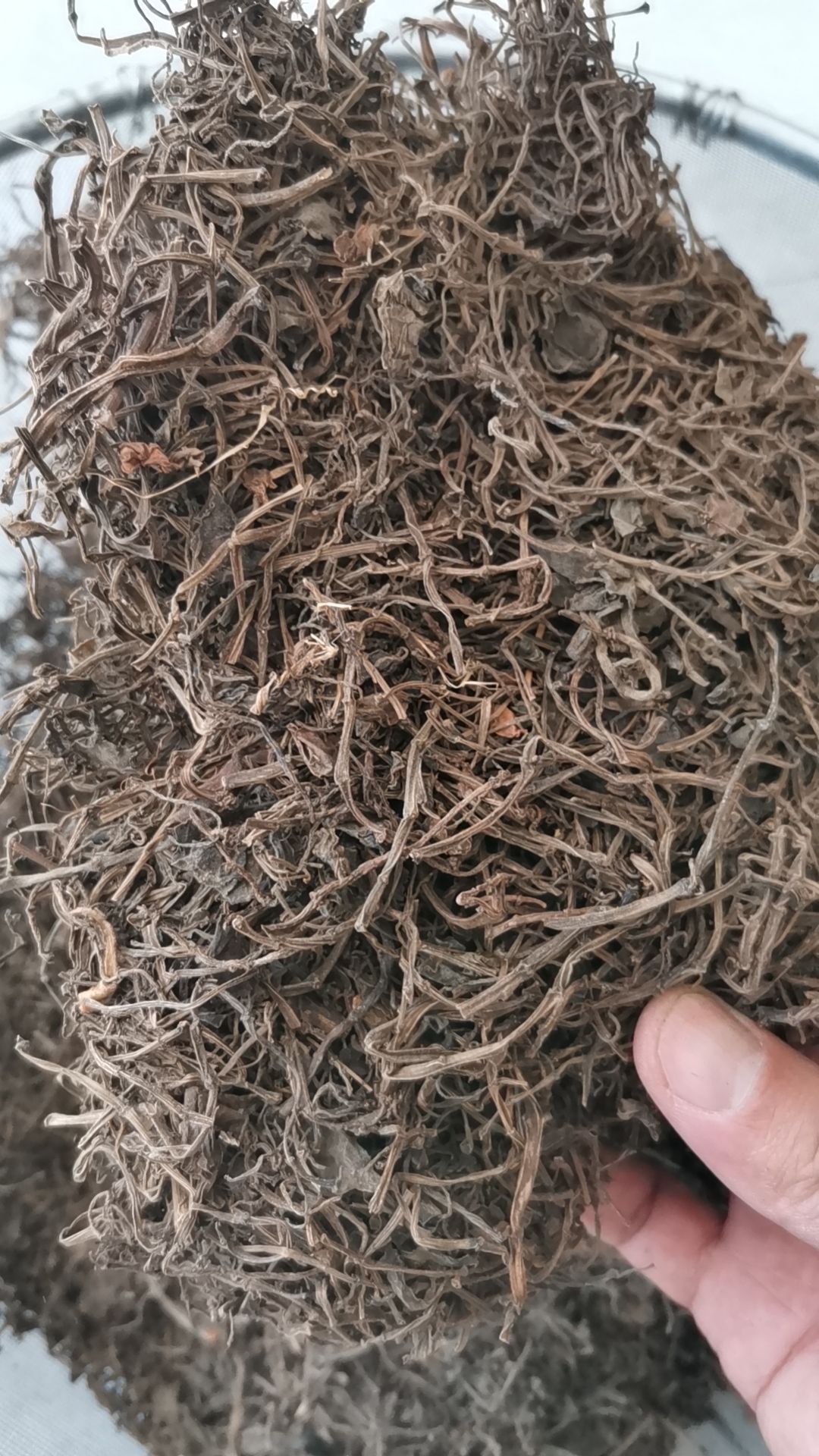 石蝉草 豆瓣绿 红豆瓣