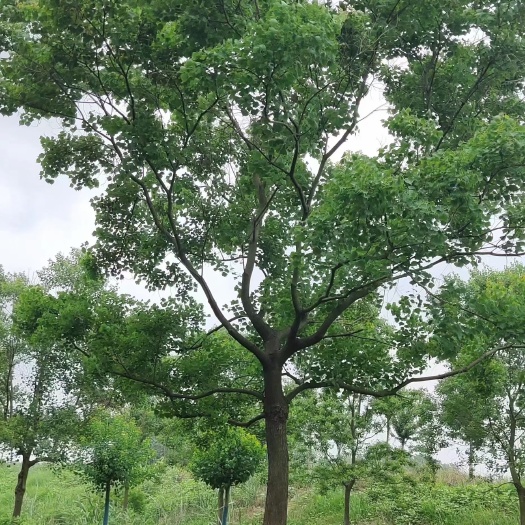 南京乌桕15公分16公分18公分20公分22公分