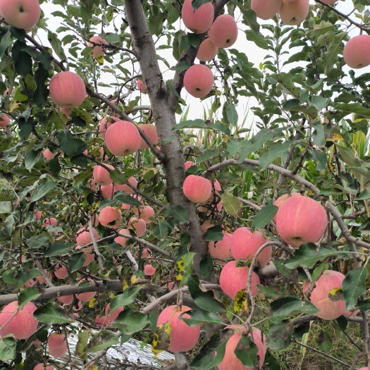 红富士苹果