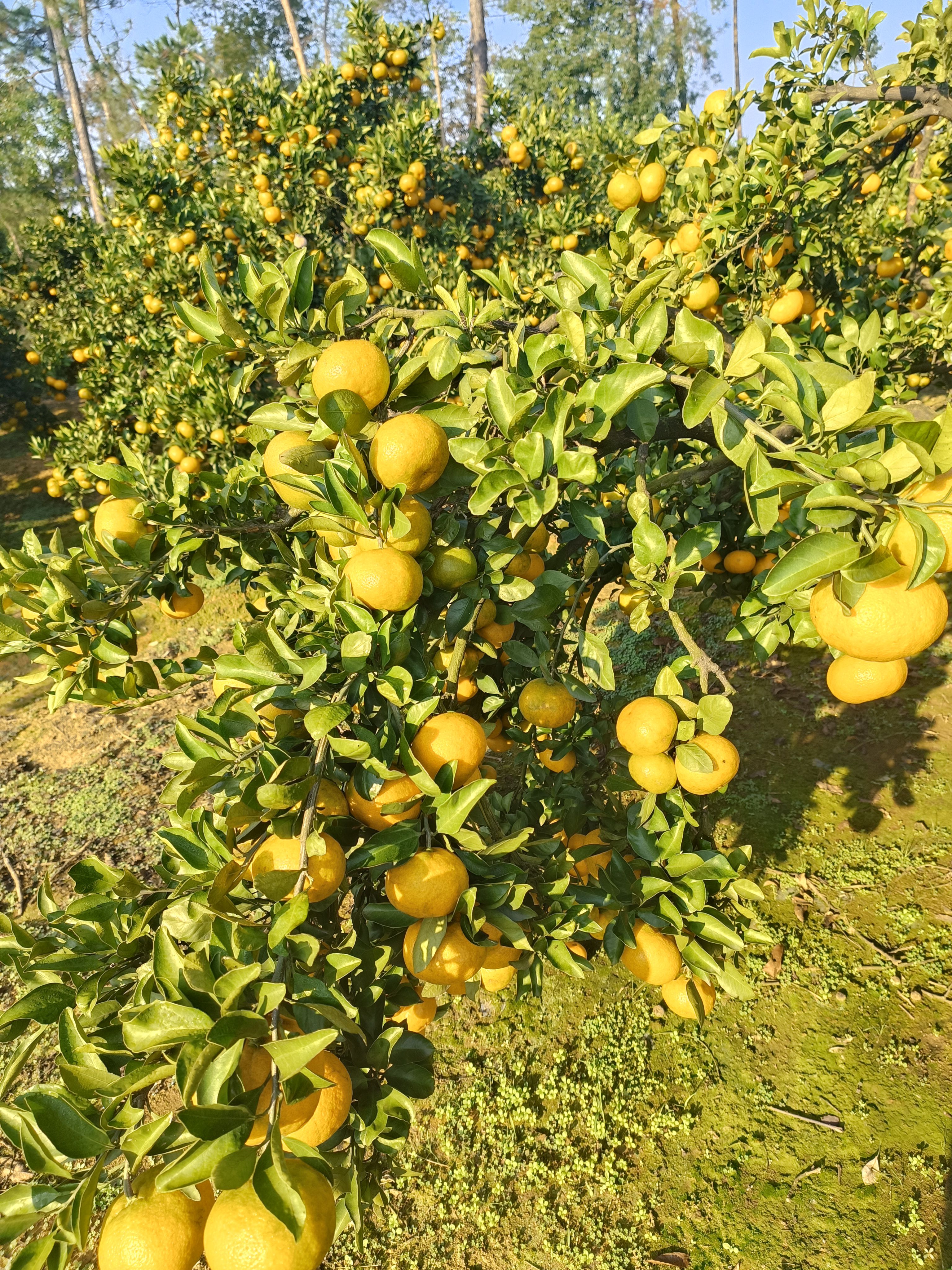 国庆1号蜜桔，个大汁多，皮面光滑，颜色鲜红，口感好！