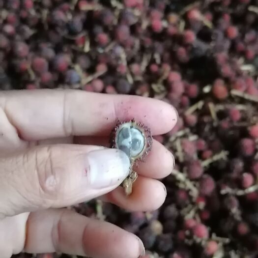 阳春砂仁，要货需要订单，直销售新鲜货，没有现货，