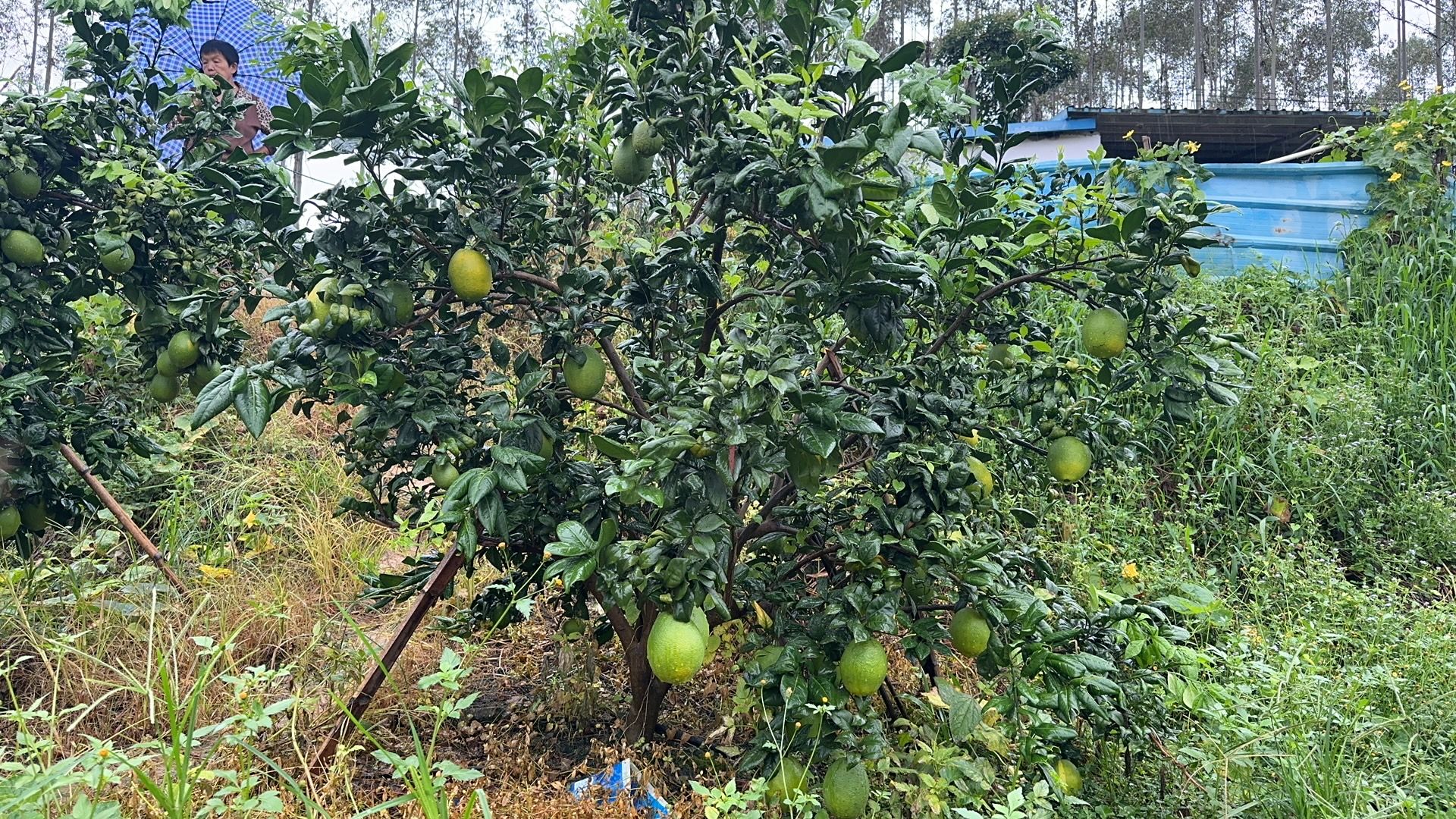 脐橙