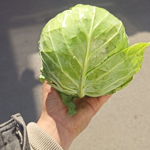 晋中茴子白，甘蓝