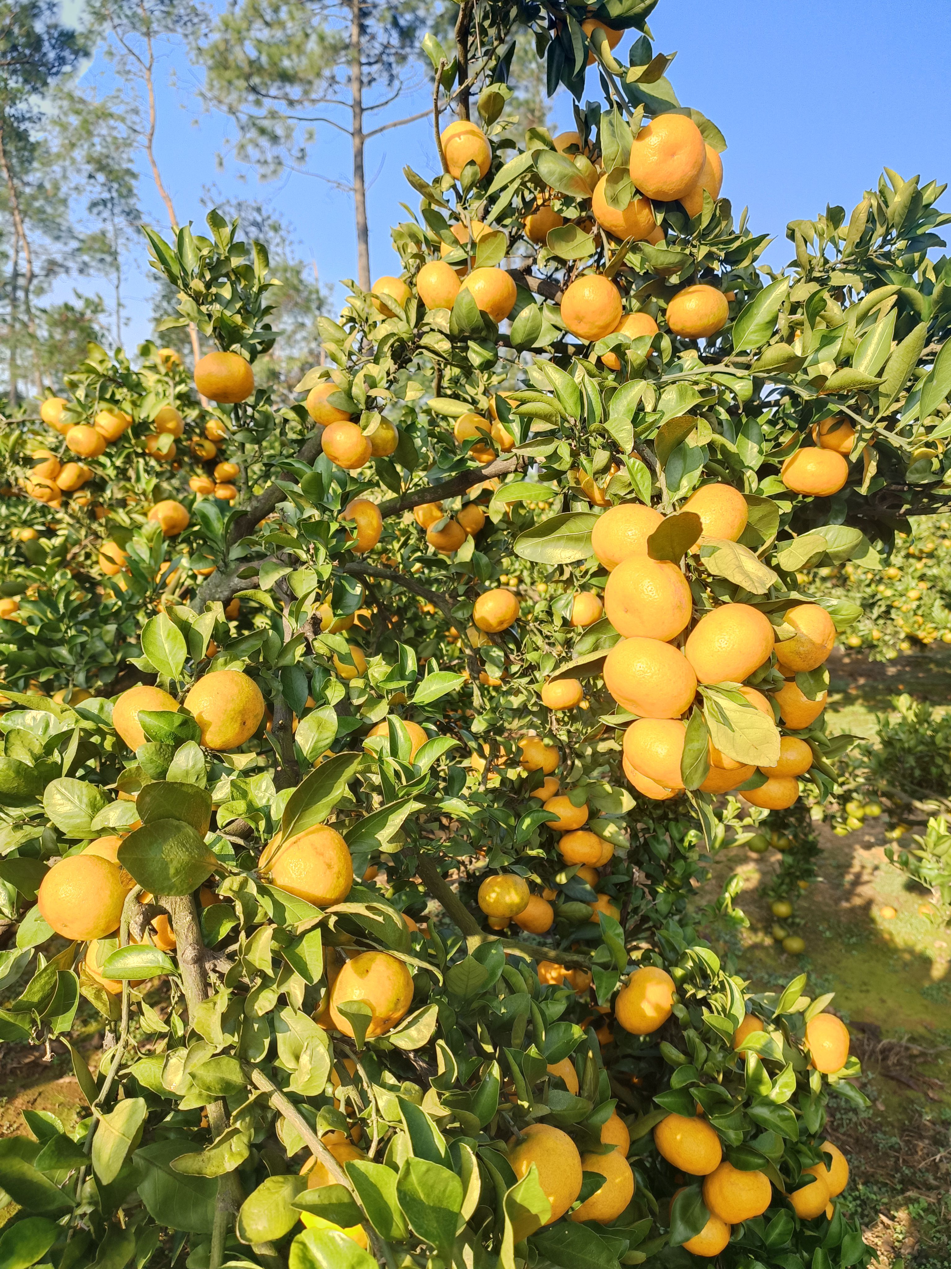 国庆1号蜜桔，个大汁多，皮面光滑，颜色鲜红，口感好！