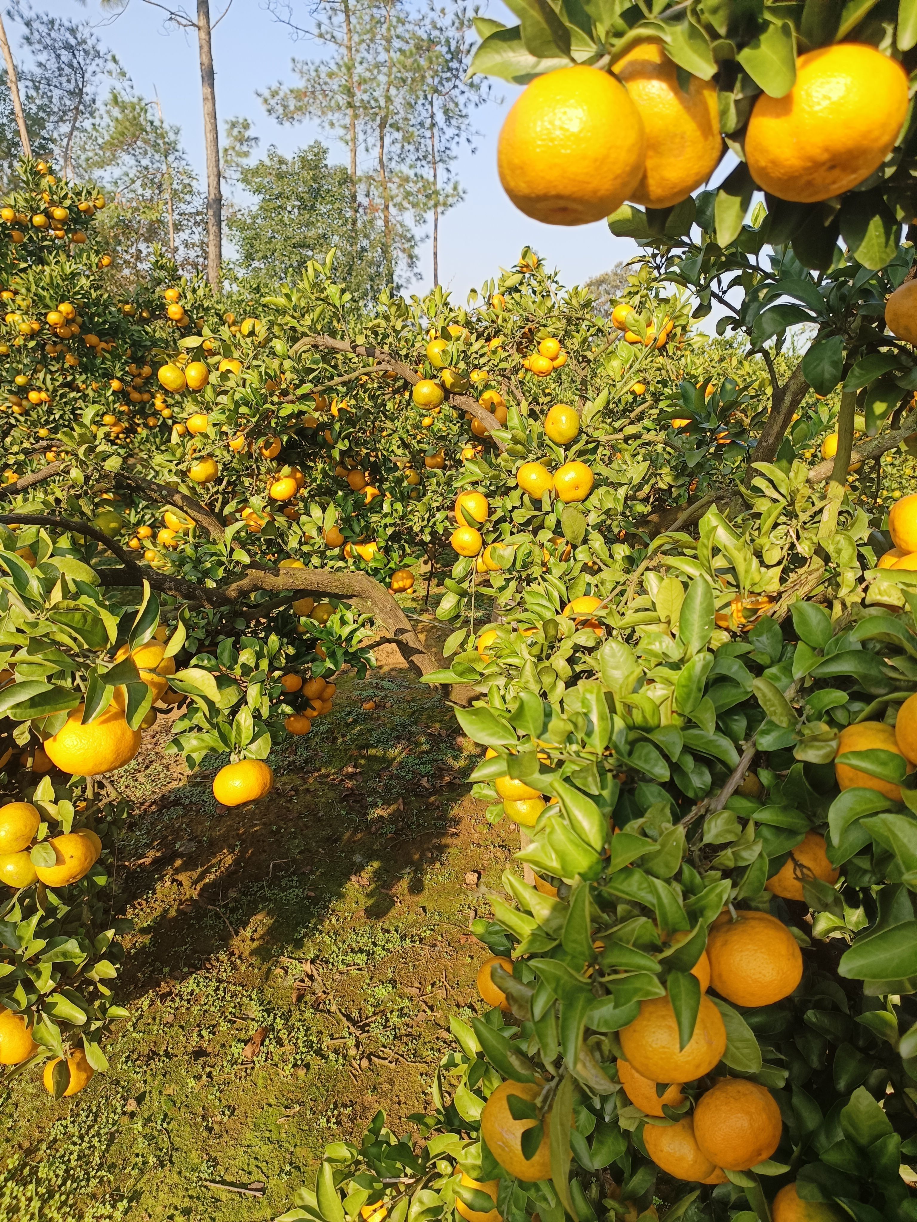 国庆1号蜜桔，个大汁多，皮面光滑，颜色鲜红，口感好！