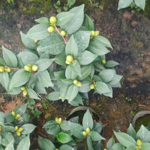 漳平市180香茶花