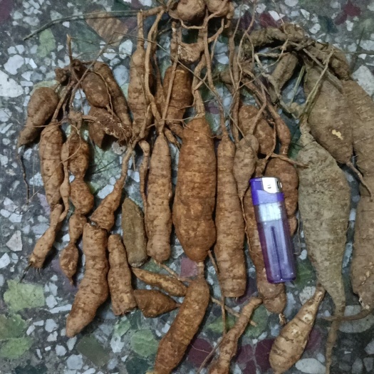矛瓜薯，老鼠瓜，珍贵药材鲜货