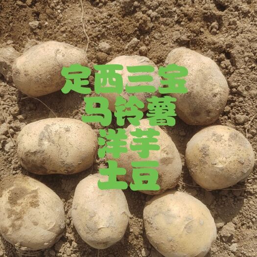 定西土豆