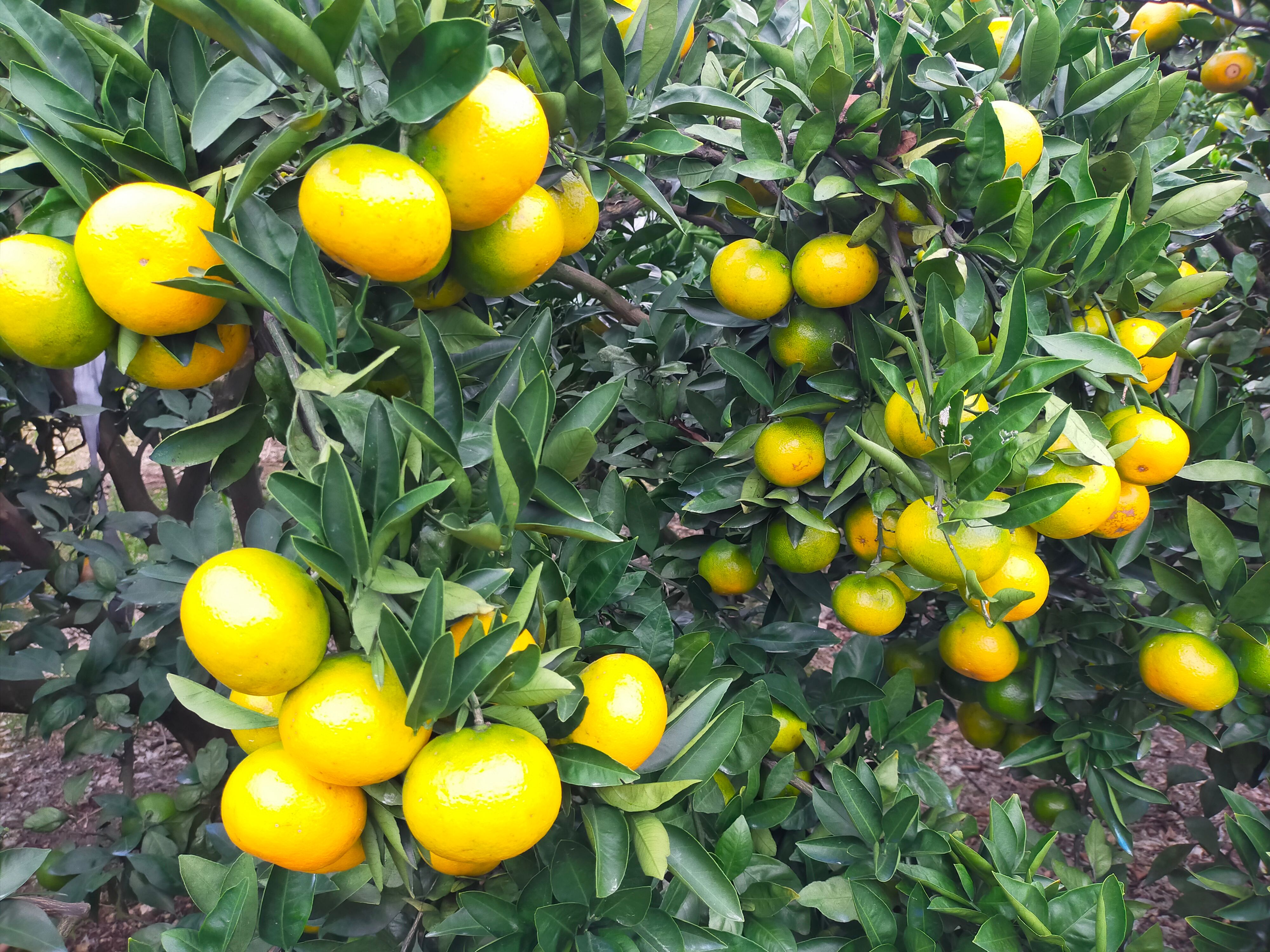 宫川早熟已上市