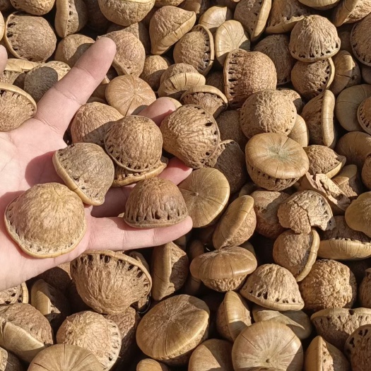 梧州风流果新货